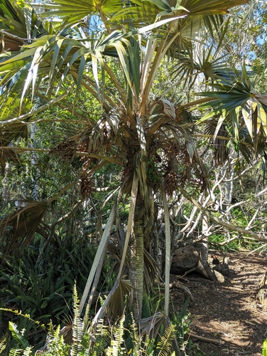Alaka'i Swamp Pritchardia (Pritchardia minor)