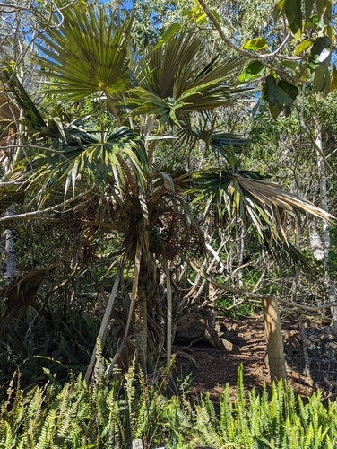 Image of Pritchardia minor by (c) Tom and T Herman, some rights reserved (CC BY)
