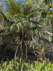 Pritchardia minor, photograph (c) Tom and T Herman, some rights reserved (CC BY)