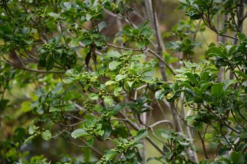 Pittosporum senacia, photograph 5