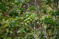 Pittosporum senacia, photograph (c) Flavien Saboureau, some rights reserved (CC BY)