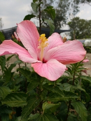 Hibiscus rosa-sinensis