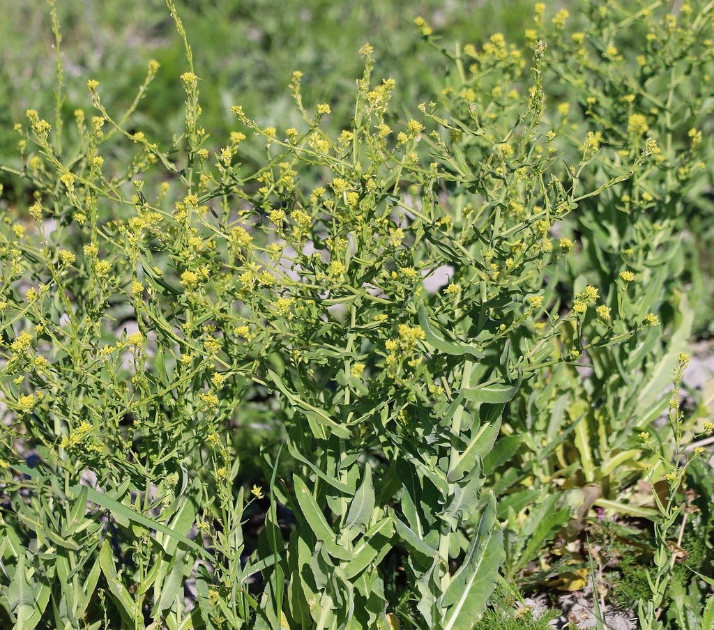 Myagrum perfoliatum (Myagrum perfoliatum)