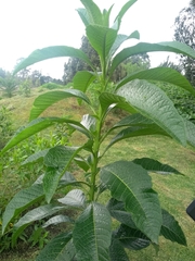 Nicotiana tabacum