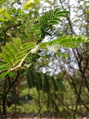 Vachellia farnesiana