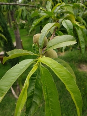 Prunus persica