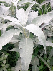 Magnoliopsida