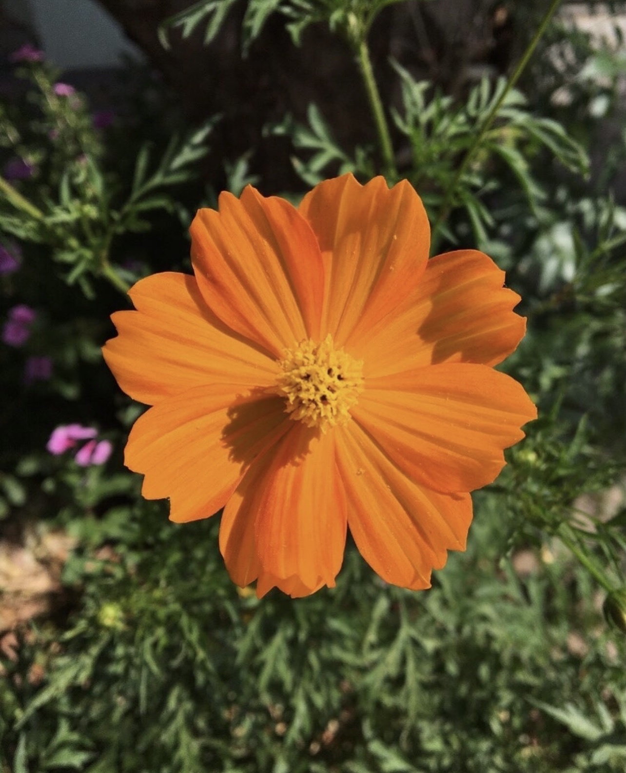 Cosmos sulphureus
