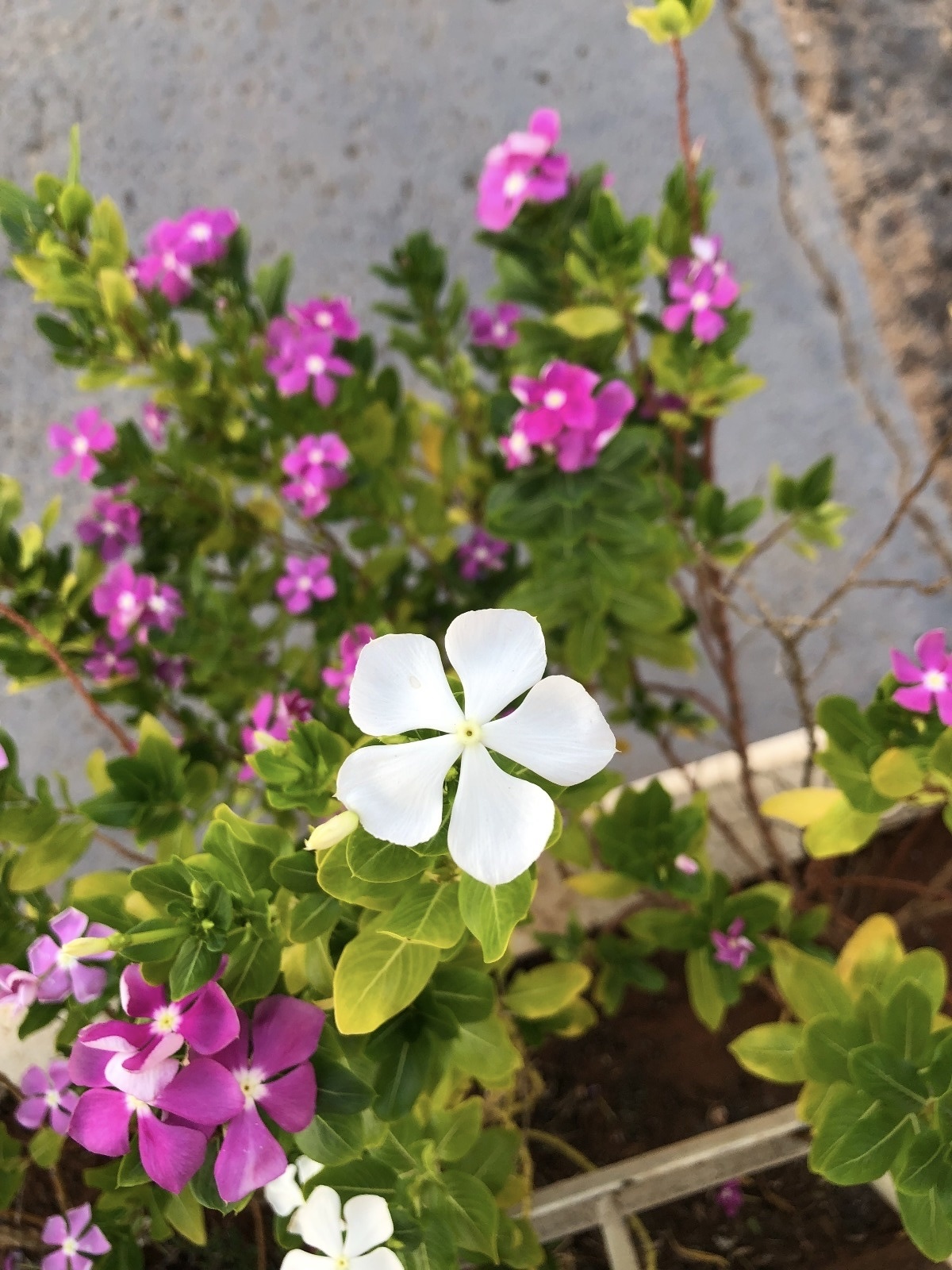 Catharanthus roseus
