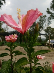 Hibiscus rosa-sinensis