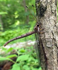 Ascaloptynx appendiculata
