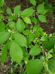 Lonicera maackii