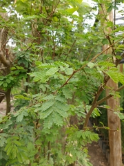 Vachellia farnesiana