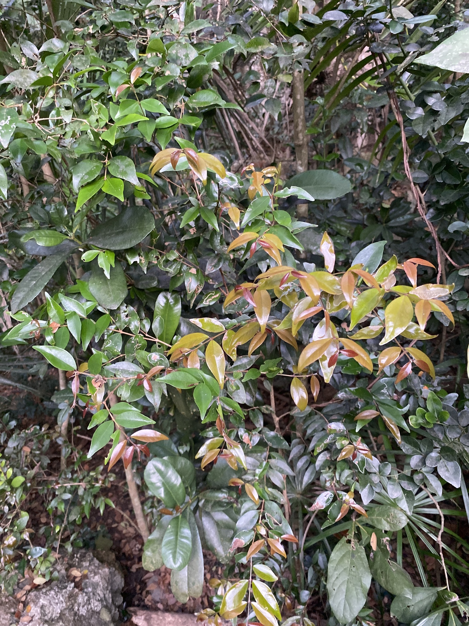 Imagem de Cambuí-preto
