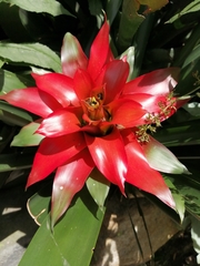 Guzmania lingulata