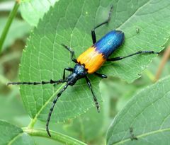 Desmocerus palliatus