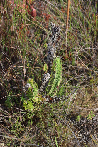 Image of Oedera imbricata by (c) Tony Rebelo, some rights reserved (CC BY-SA)