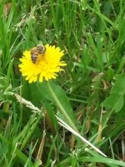 Apis mellifera