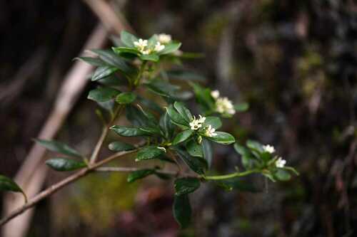 Pittosporum senacia, photograph 4