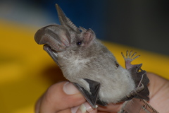 Macrotus californicus