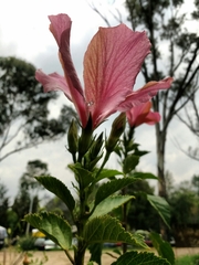 Hibiscus rosa-sinensis