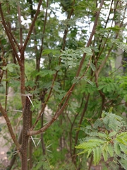 Vachellia farnesiana