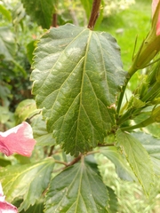Hibiscus rosa-sinensis