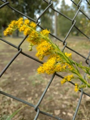 Solidago chilensis