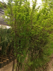 Vachellia farnesiana