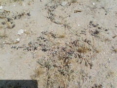 Neurada procumbens