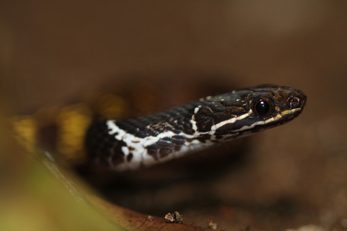 Red-bellied Keelback
