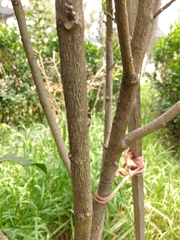 Hibiscus rosa-sinensis