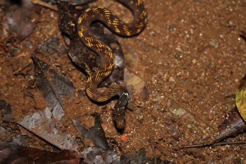 Red-bellied Keelback