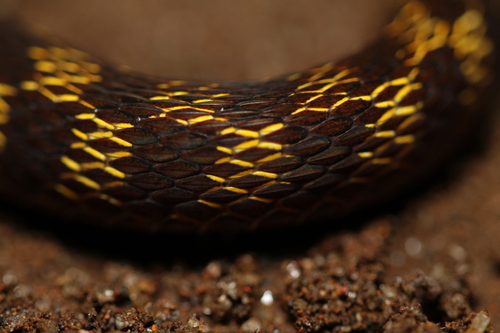 Red-bellied Keelback