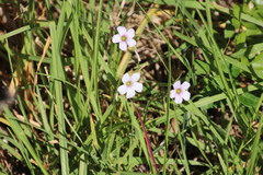Oxalis dentata