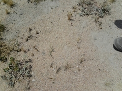 Graphipterus minutus