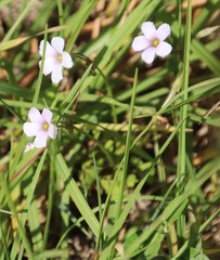 Oxalis dentata
