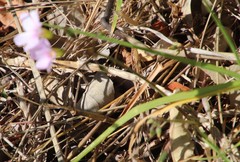 Oxalis dentata