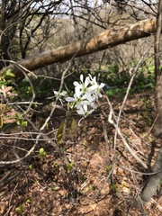 Amelanchier laevis