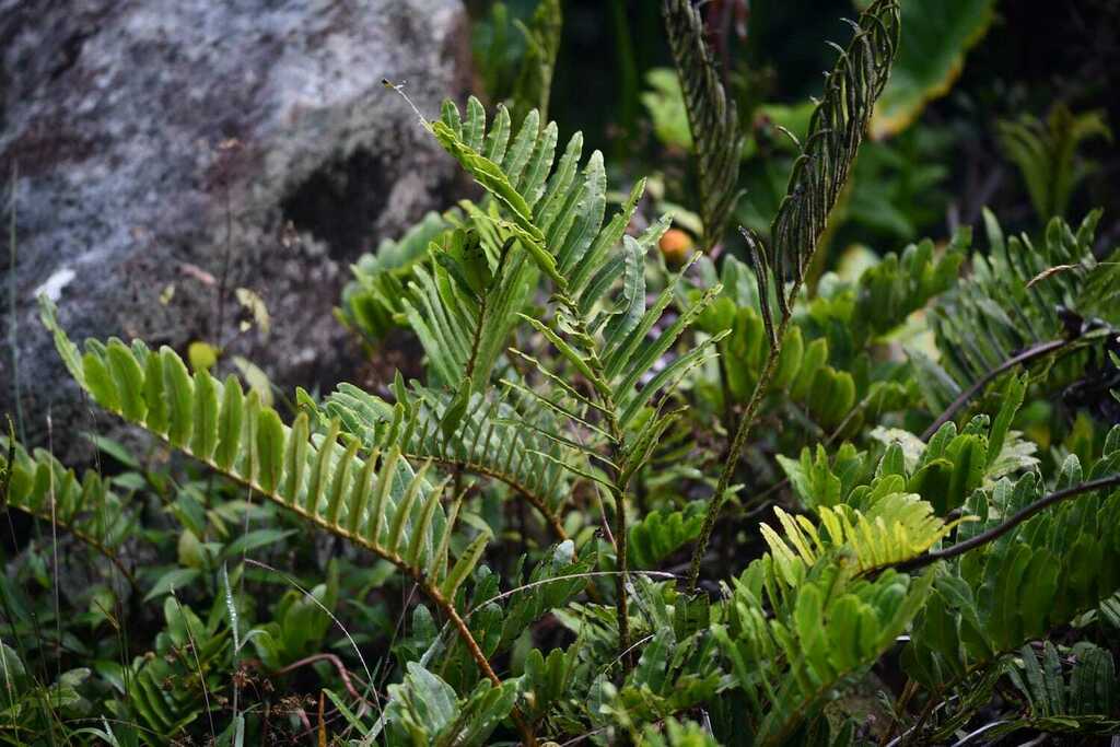 Parablechnum marginatum (Parablechnum marginatum)
