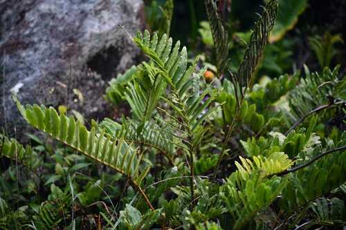 Parablechnum marginatum (Parablechnum marginatum)