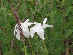 Mandevilla lanuginosa