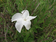 Mandevilla lanuginosa