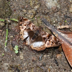 Noctuana lactifera