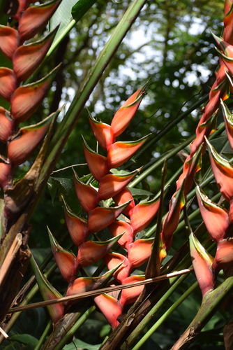 Heliconia bihai