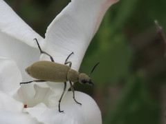 Epicauta fortis