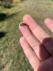 Astylus vittaticollis