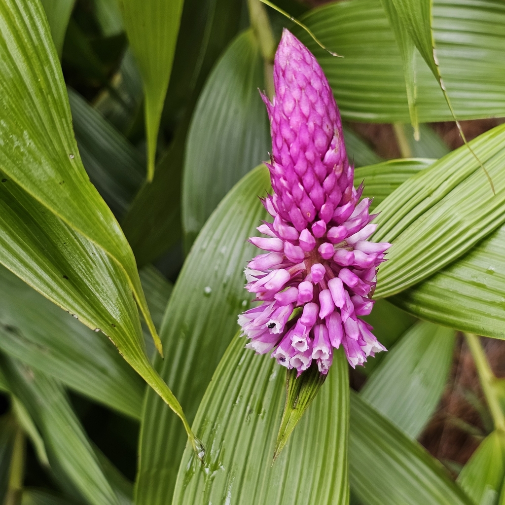 Elleanthus robustus; photograph (c) Anthony Batista, some rights reserved (CC BY)
