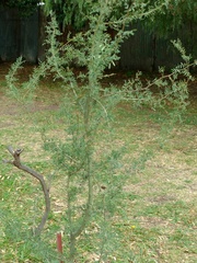 Geoffroea decorticans