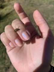 Astylus vittaticollis